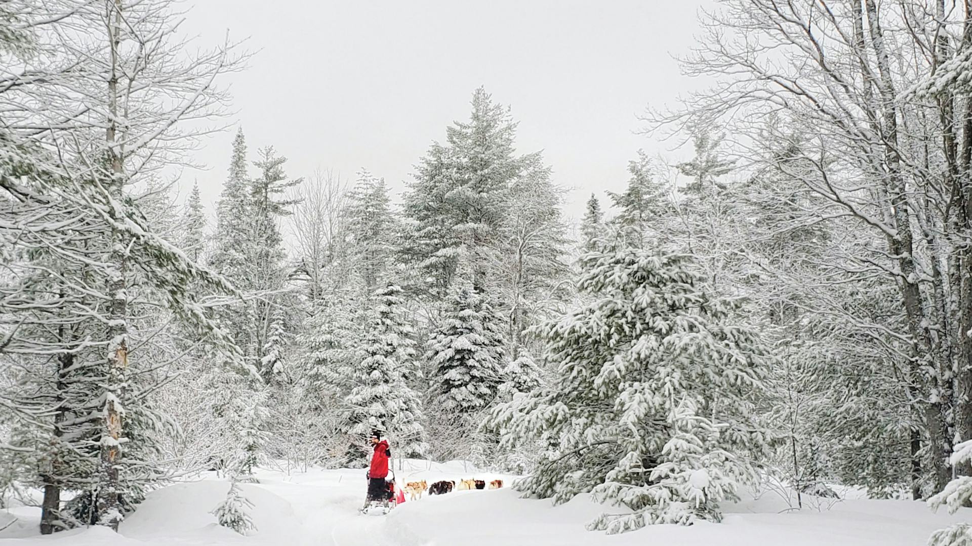 Nature’s Kennel Sled Dog Racing and Adventures in McMillan, Michigan (photo courtesy of destination)