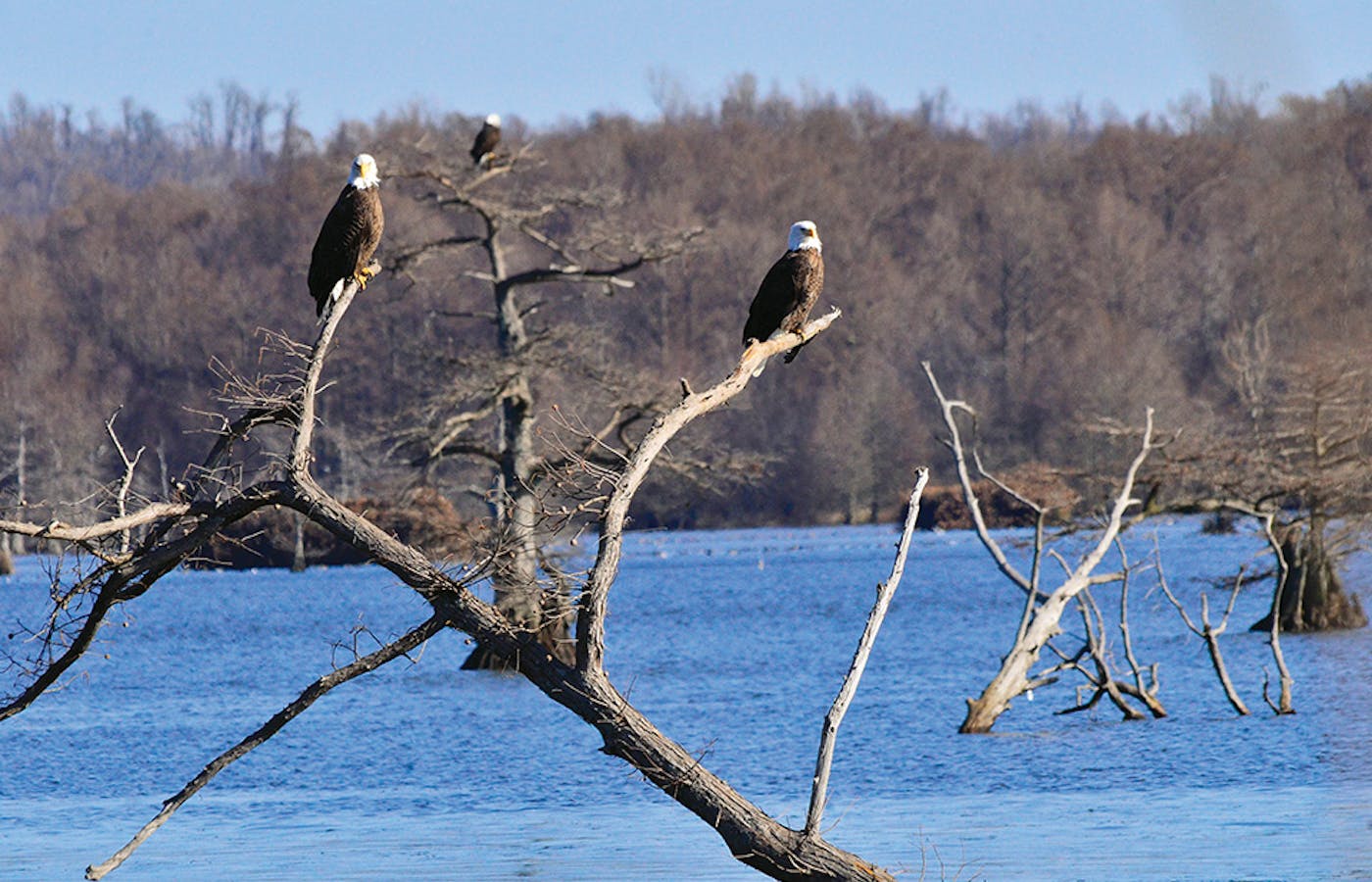 Three eagles on branches at Reelfoot Lake in Tiptonville, Tennessee (photo by David Haggard)