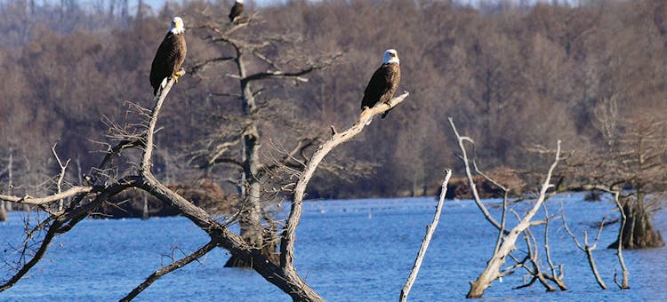 Three eagles on branches at Reelfoot Lake in Tiptonville, Tennessee (photo by David Haggard)