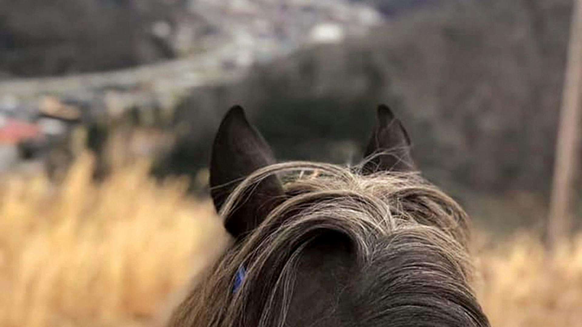 View from the Muddy Boots Horseback Tour in Pikeville, Kentucky (photo courtesy of Tour Pike County)