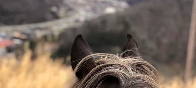 View from the Muddy Boots Horseback Tour in Pikeville, Kentucky (photo courtesy of Tour Pike County)