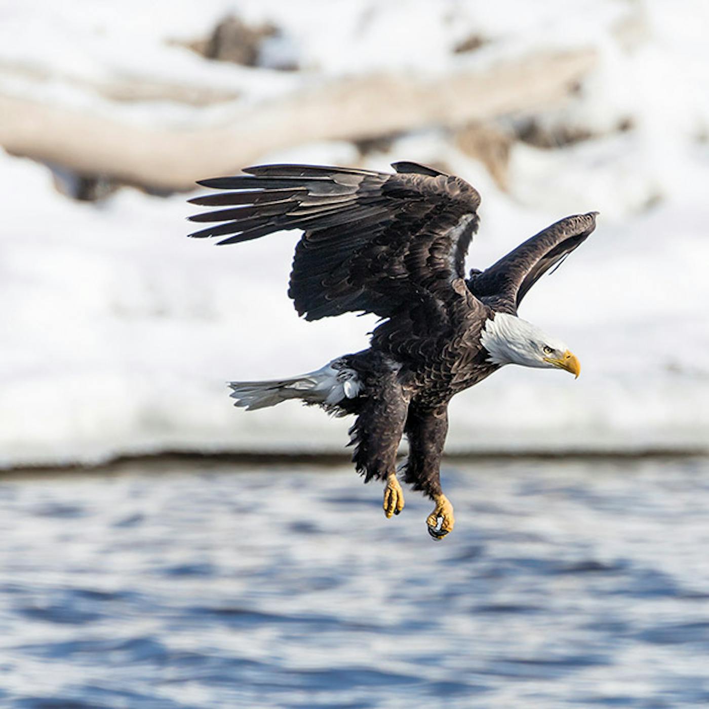 Bald eagle mid-flight in southwest Illinois (photo by Scott Evers))