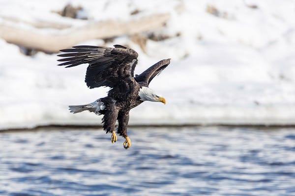 Bald eagle mid-flight in southwest Illinois (photo by Scott Evers)