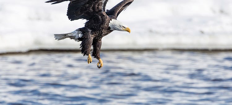 Bald eagle mid-flight in southwest Illinois (photo by Scott Evers)