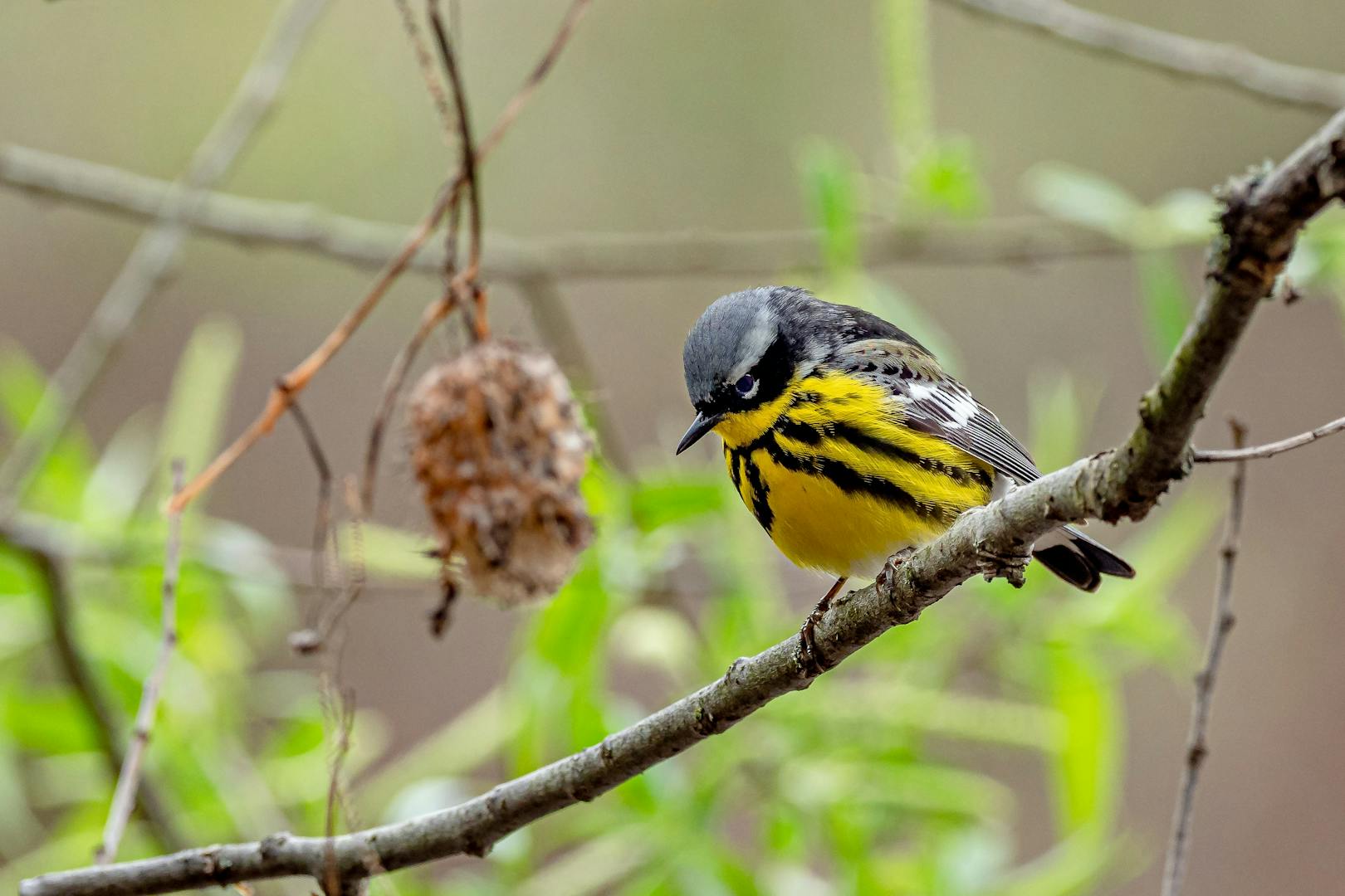 A Magnolia Warbler perches in a tree.