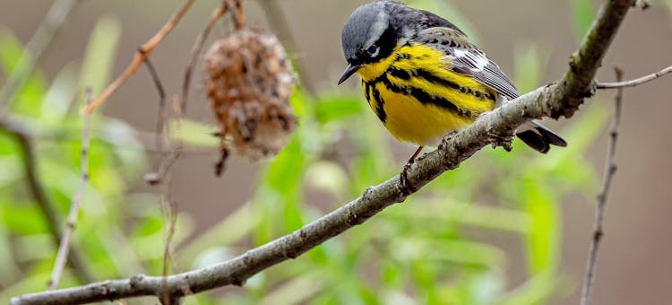 A Magnolia Warbler perches in a tree.