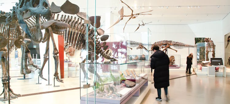 Age of Dinosaurs Gallery at the Royal Ontario Museum in Toronto, Ontario (photo courtesy of destination)