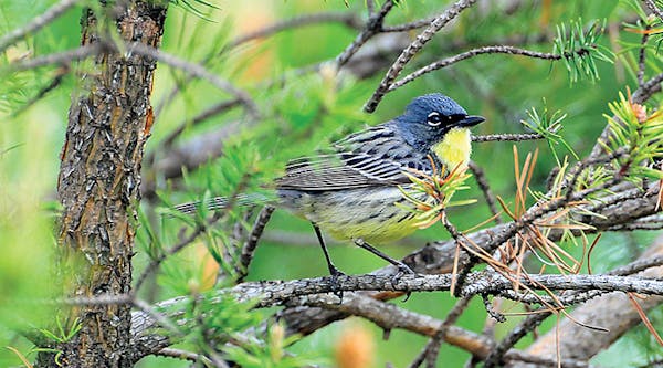 Kirtland's Warbler in a tree in Grayling, Michigan (photo courtesy of Kirtland's Warbler Tours)