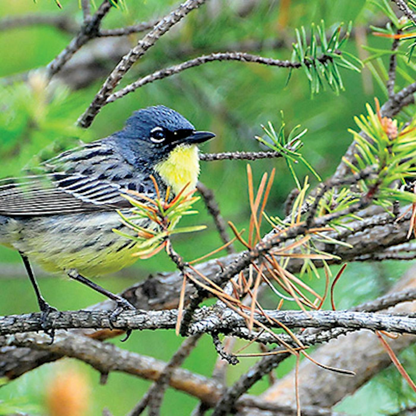 Kirtland's Warbler in a tree in Grayling, Michigan (photo courtesy of Kirtland's Warbler Tours))