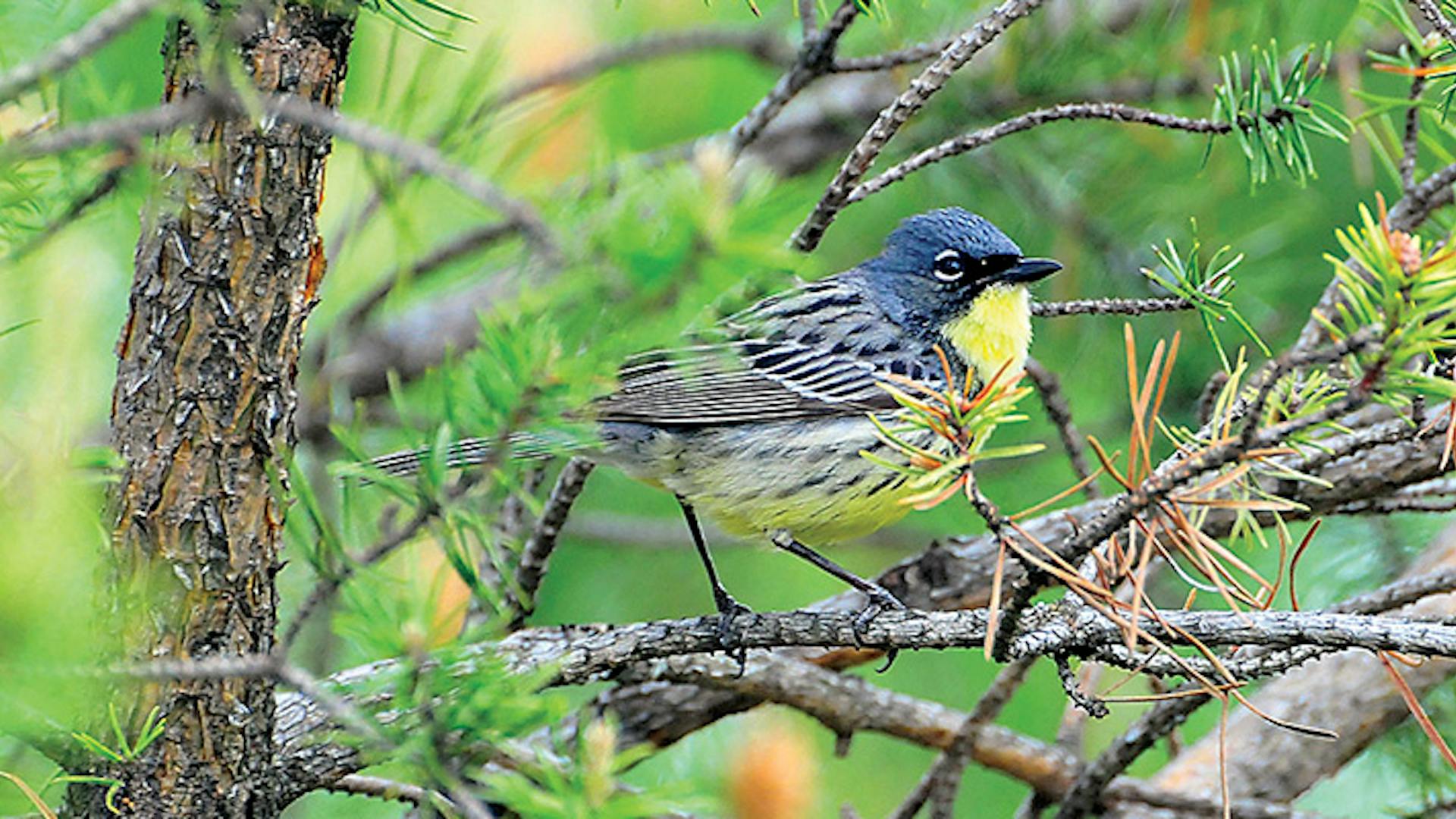 Kirtland's Warbler in a tree in Grayling, Michigan (photo courtesy of Kirtland's Warbler Tours)