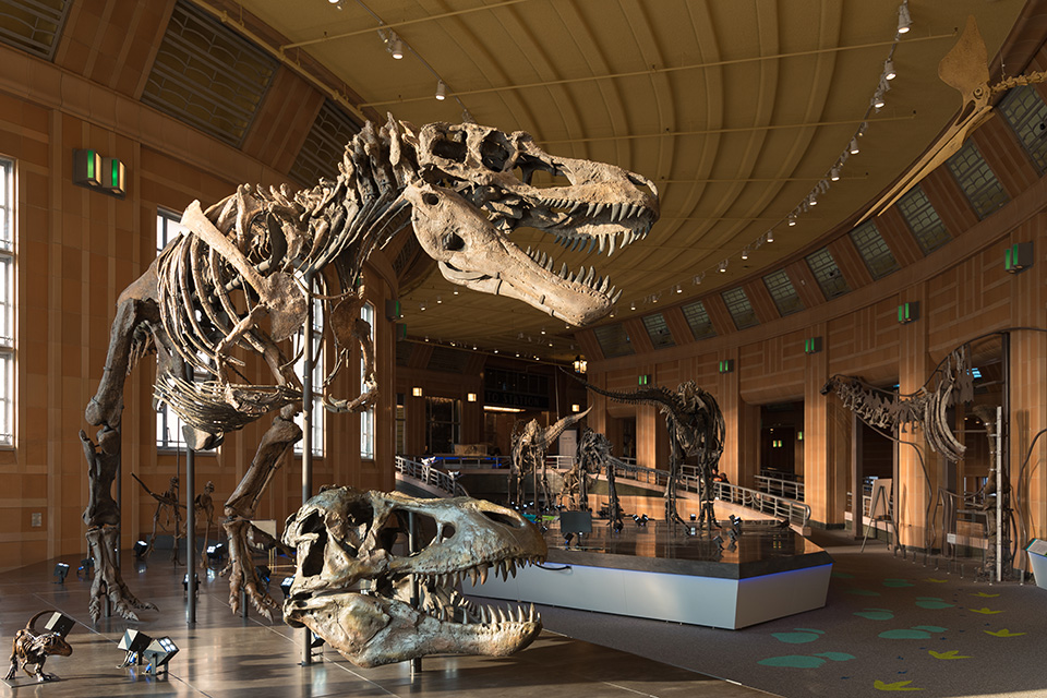 Skeletons in the Dinosaur Hall at Cincinnati Museum Center (photo courtesy of Visit Cincy)