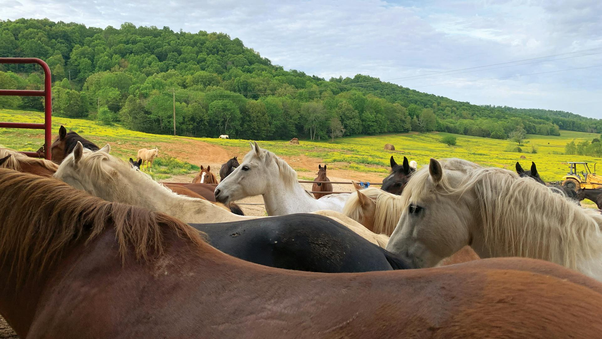 Jesse James Riding Stables in Cave City, Kentucky (photo courtesy of destination)