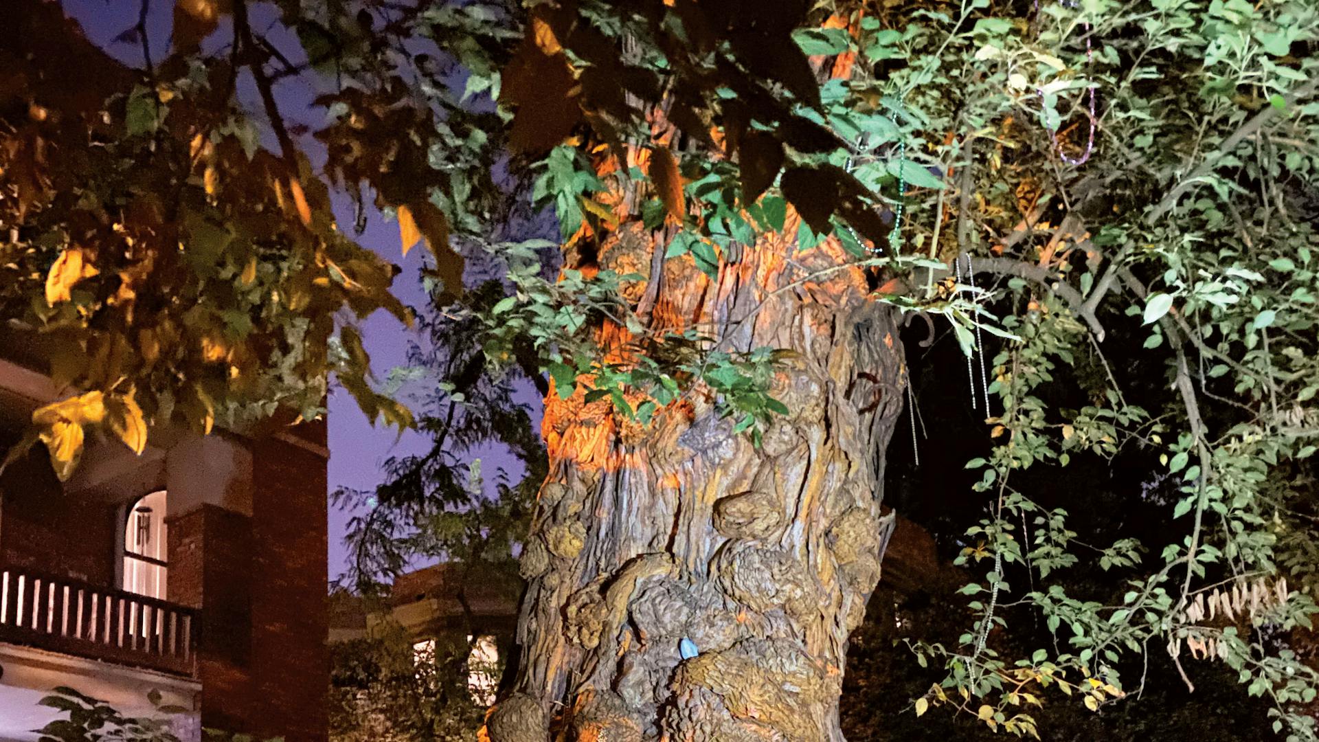 Witches’ Tree in Louisville, Kentucky (photo courtesy of Louisville Historic Tours)