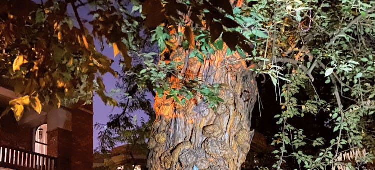 Witches’ Tree in Louisville, Kentucky (photo courtesy of Louisville Historic Tours)