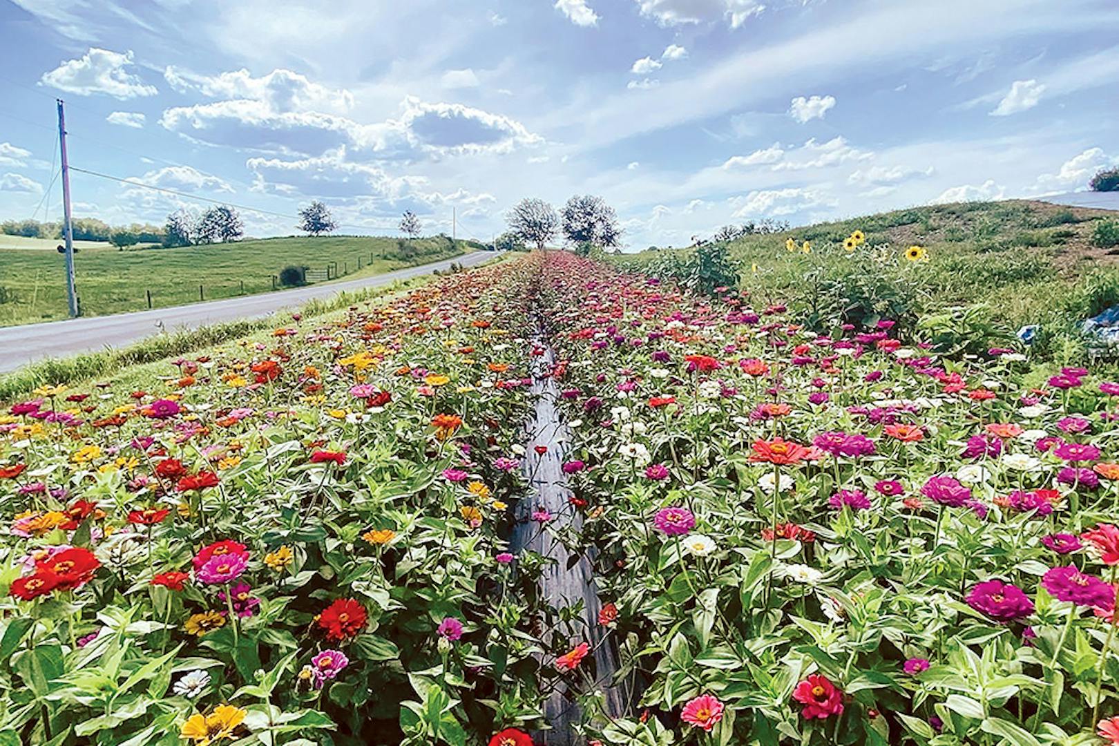 Rows of flowers at Hummingbird Hill Flower Farm (photo courtesy of Holmes County Tourism Bureau)