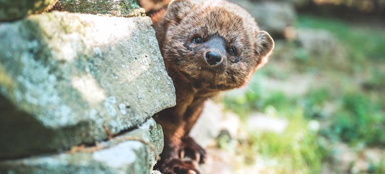 Fisher animal at the West Virginia Wildlife Center in French Creek, West Virginia (photo courtesy of West Virginia Wildlife Center)