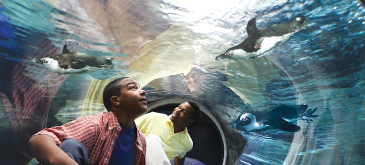 Ripley’s Aquarium of the Smokies in Gatlinburg, Tennessee (photo courtesy of destination)