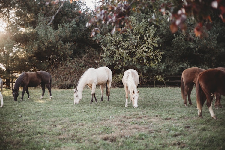 horses in holmes county ohio
