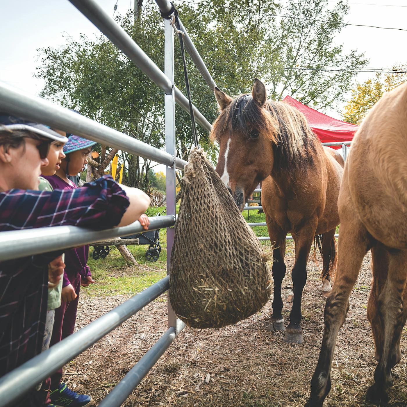 Ojibwe Spirit Horses at Madahoki Farm in Nepean, Ontario (photo courtesy of Madahoki Farm))