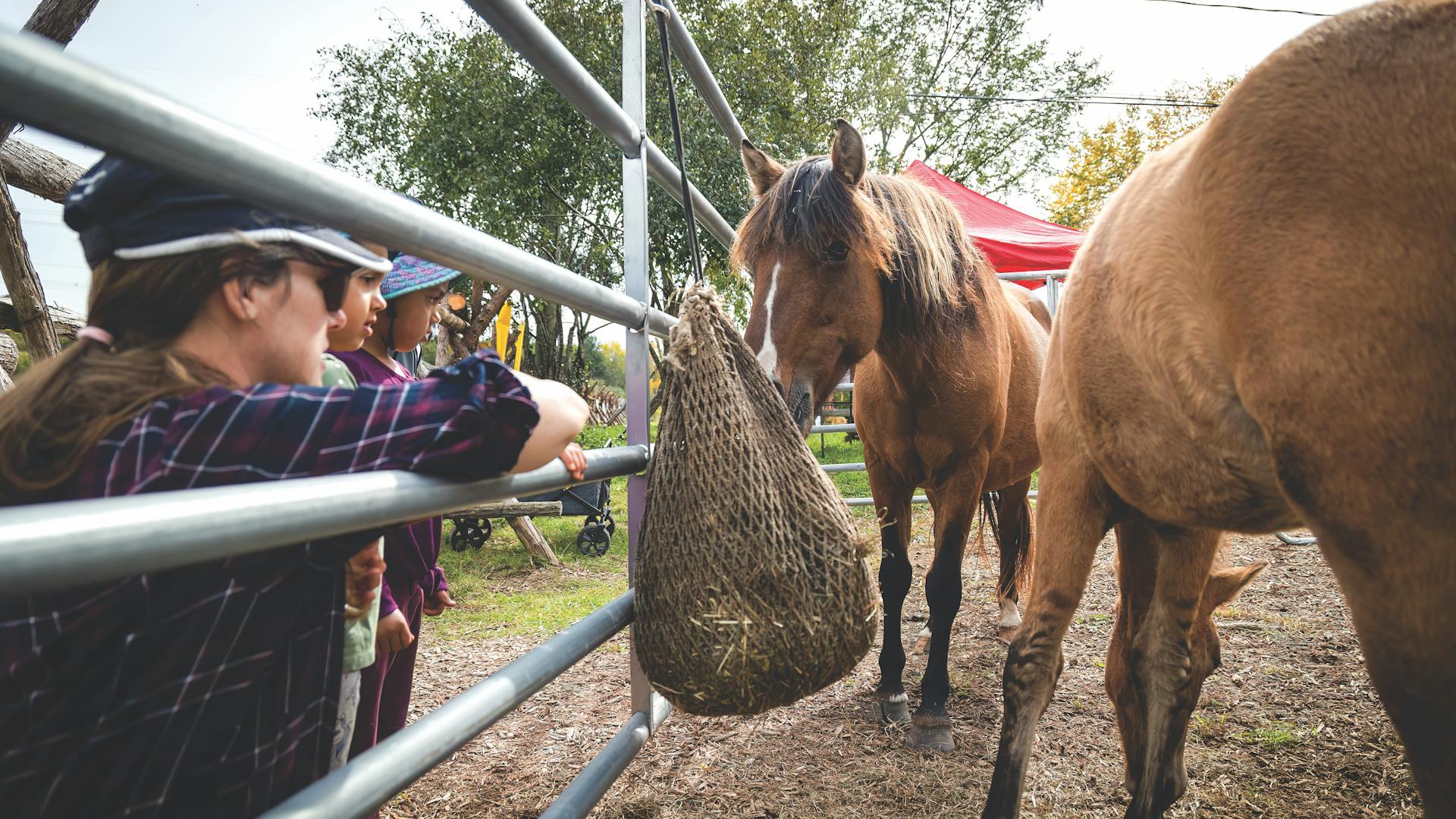 Ojibwe Spirit Horses at Madahoki Farm in Nepean, Ontario (photo courtesy of Madahoki Farm)