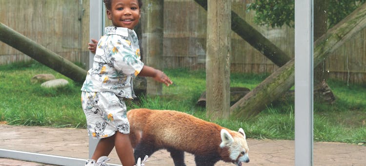Child looking at red panda at Potawatomi Zoo in South Bend, Indiana (photo courtesy of Potawatomi Zoo)