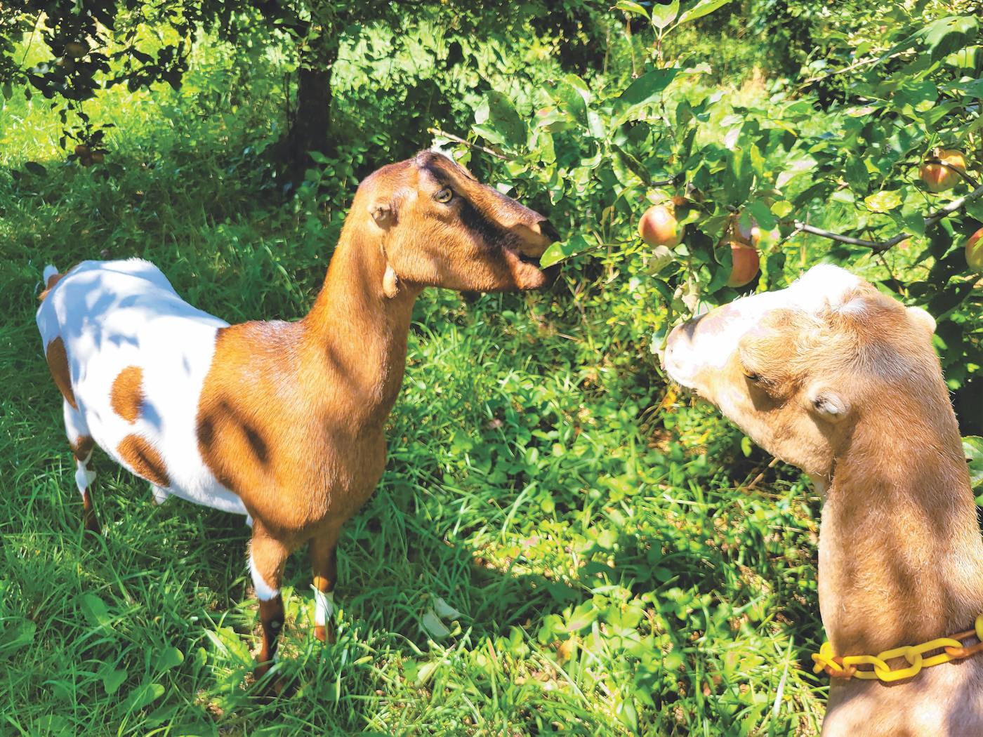 Goats at Evergreen Lane Farm & Creamery in Fennville, Michigan (photo courtesy of Evergreen Lane Farm & Creamery))
