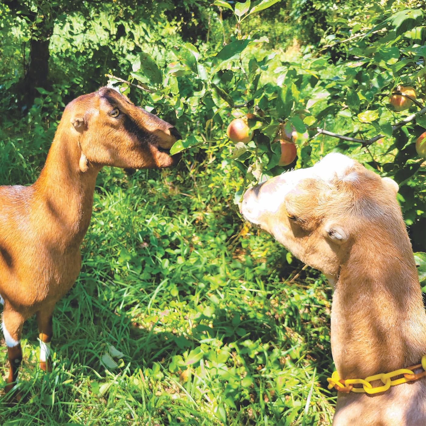 Goats at Evergreen Lane Farm & Creamery in Fennville, Michigan (photo courtesy of Evergreen Lane Farm & Creamery))