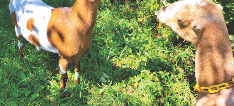Goats at Evergreen Lane Farm & Creamery in Fennville, Michigan (photo courtesy of Evergreen Lane Farm & Creamery)