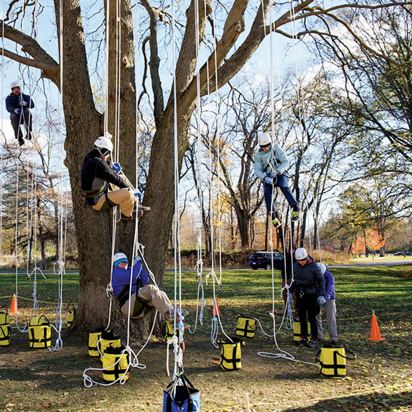 A group tries their hand at tree climbing at Metroparks Toledo)