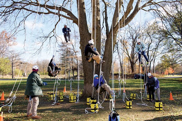 A group tries their hand at tree climbing at Metroparks Toledo
