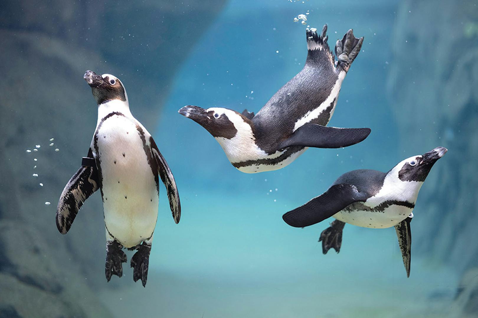 Three African penguins swimming at the National Aviary in Pittsburgh, Pennsylvania (photo by Mike Faix)