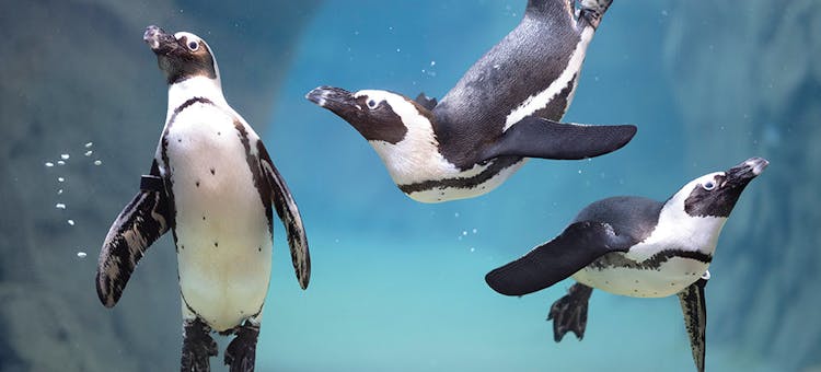 Three African penguins swimming at the National Aviary in Pittsburgh, Pennsylvania (photo by Mike Faix)